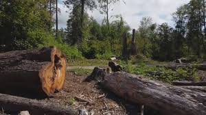 Best Storm Damage Tree Cleanup  in Tangerine, FL