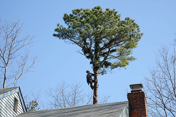 Best Storm Damage Tree Cleanup  in Tangerine, FL